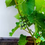 Vinič hroznorodý (Vitis vinifera) ‘SOUVIGNIER GRIS’– výška 70-90 cm, kont. C3L